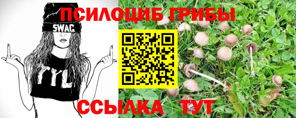 Псилоцибиновые грибы Psilocybine cubensis Новодвинск