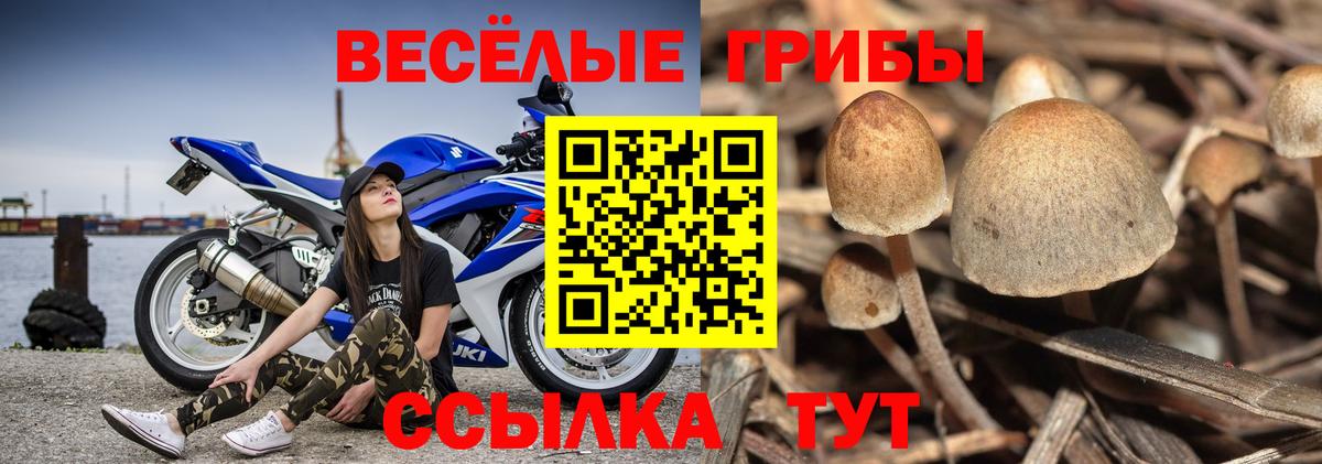 Новодвинск  Галлюциногенные грибы ЛСД  Вход с VPN 